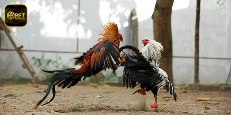 Chiến lược cược thông minh tại H3BET