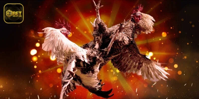 Đá Gà H3BET thu hút hàng triệu người chơi